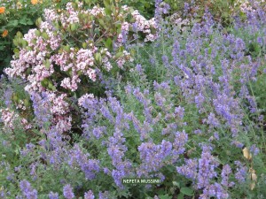 Nepeta musinii - blossom